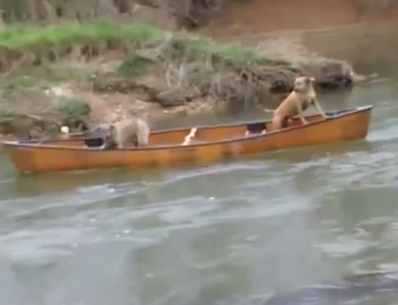 Video: Dog Saves Other Canines in Adrift Canoe