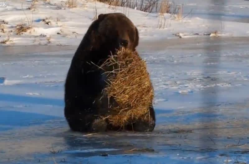 Video: Watch a Hay Bale Drive This Bear Nuts
