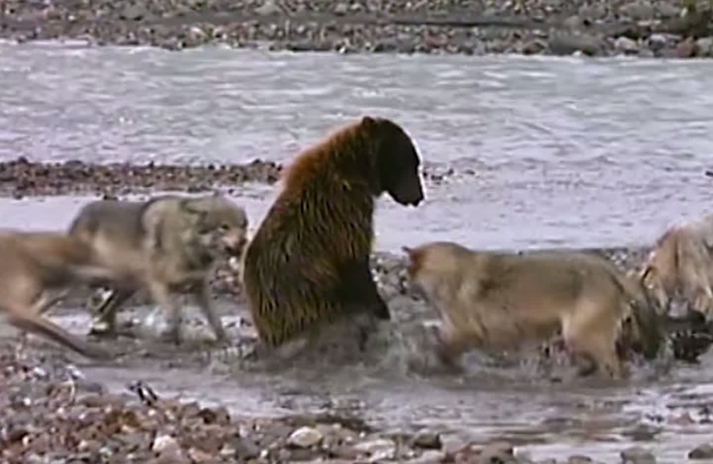 Video: Young Grizzly Fights 4 Gray Wolves over Dinner