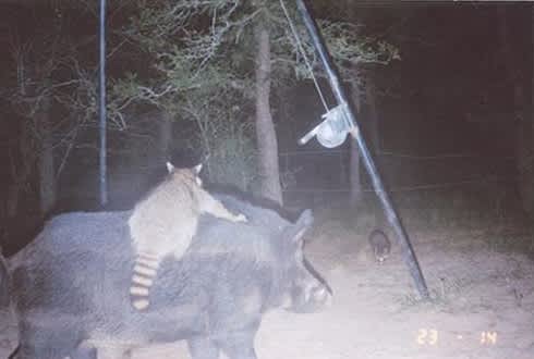 These Are the 8 Wildest Trailcam Pictures We’ve Ever Seen