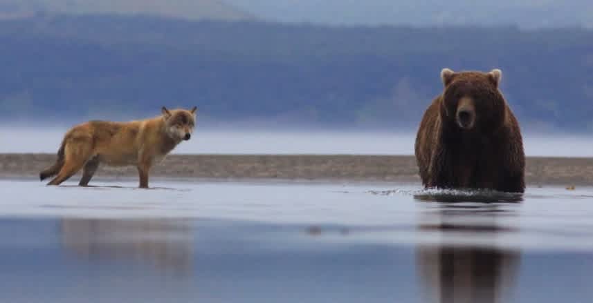 Clash of the Apex Predators: 10 Encounters Between Bears and Wolves