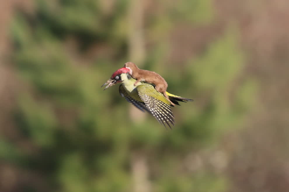 Photographer Nabs Picture of Weasel Riding Woodpecker