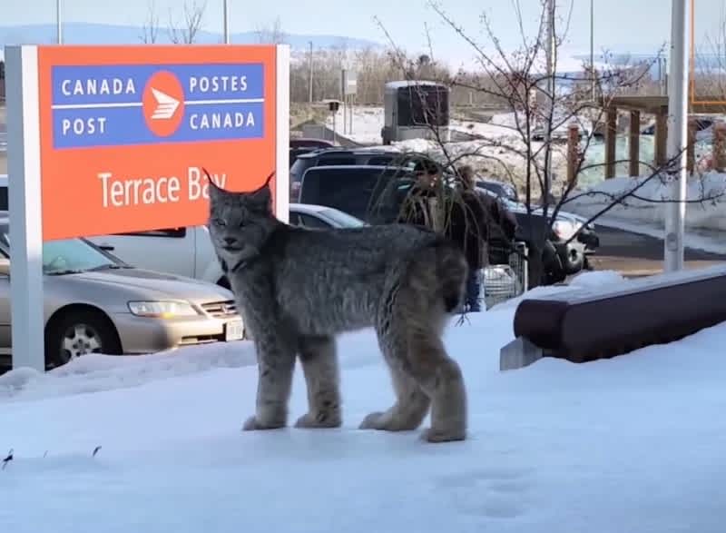 Video: Canadian Woman Draws Criticism for Approaching Wild Lynx, Calling It “Kitty”