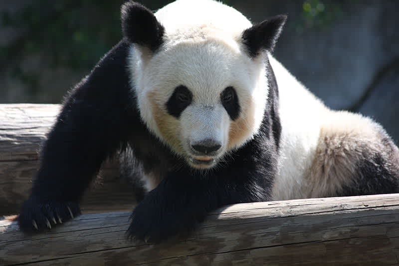 Chinese Man Awarded $80,000 Following Panda Attack