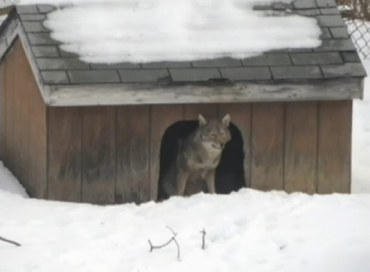 Coyotes Take Over Doghouse, Pester Homeowner with Howls