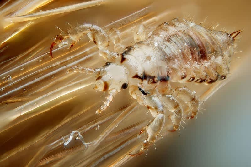 First Case of Exotic Chewing Lice Found in Colorado Deer