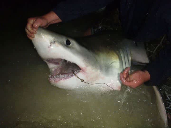 Florida Anglers Catch 10-foot Great White Shark