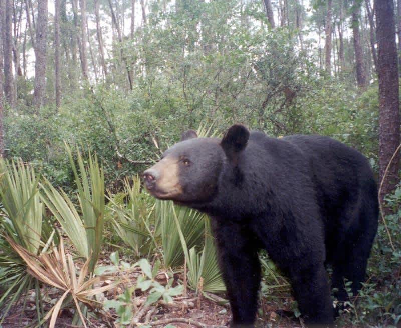 Florida Officials Revive Bear Hunt in Wake of Increased Encounters