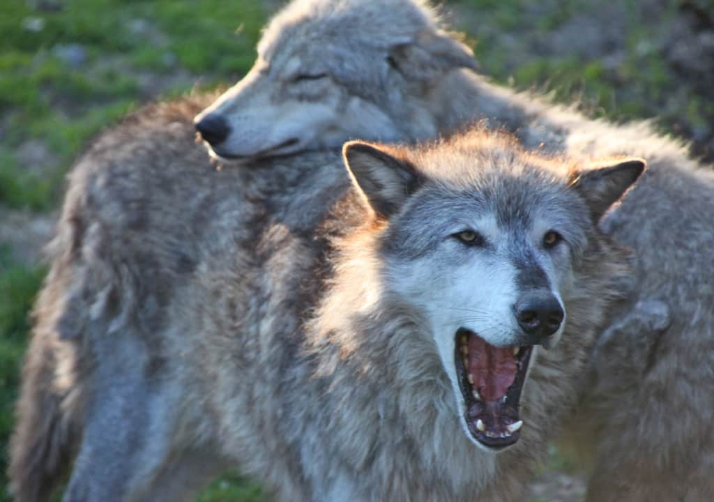 Idaho Completes Cull of 19 Wolves, Seeks Funds to Bolster Program