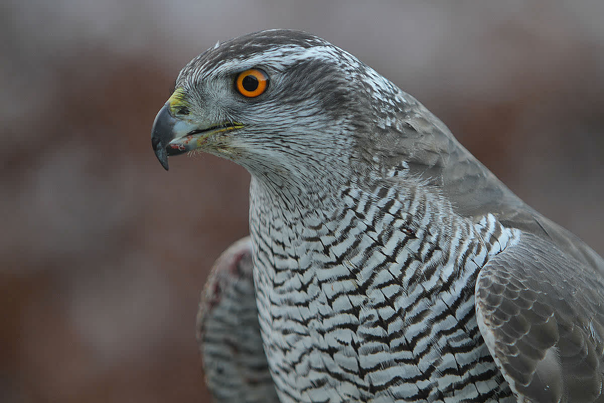Idaho Woman Faces Only 6 Months in Jail after Beating Hawker’s Falcon to Death