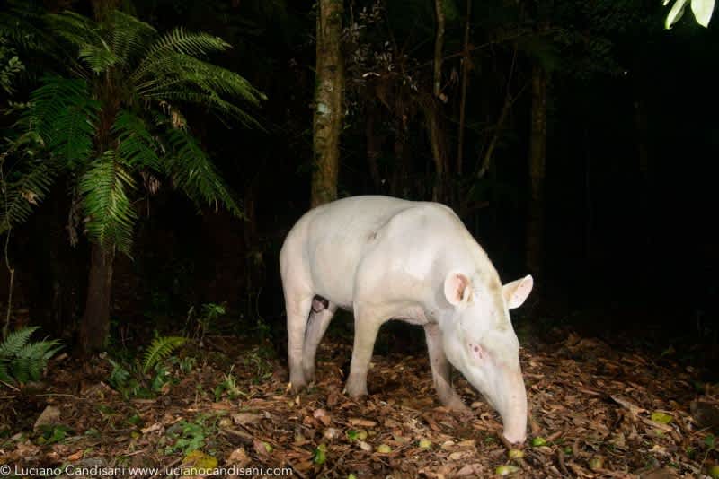 Legendary Albino Tapir Photographed for the First Time in Brazil