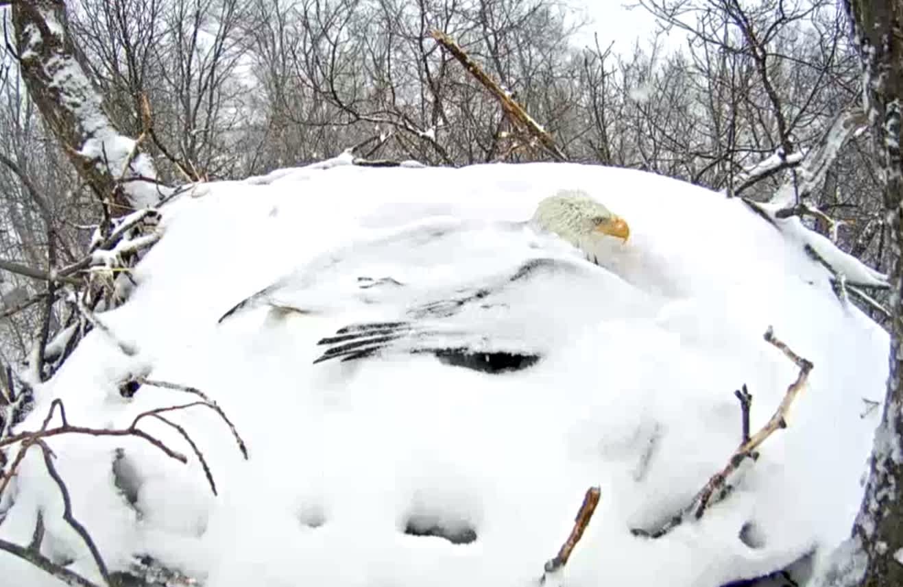 Livestream: Bald Eagle Covered in Snow Keeps Eggs Warm