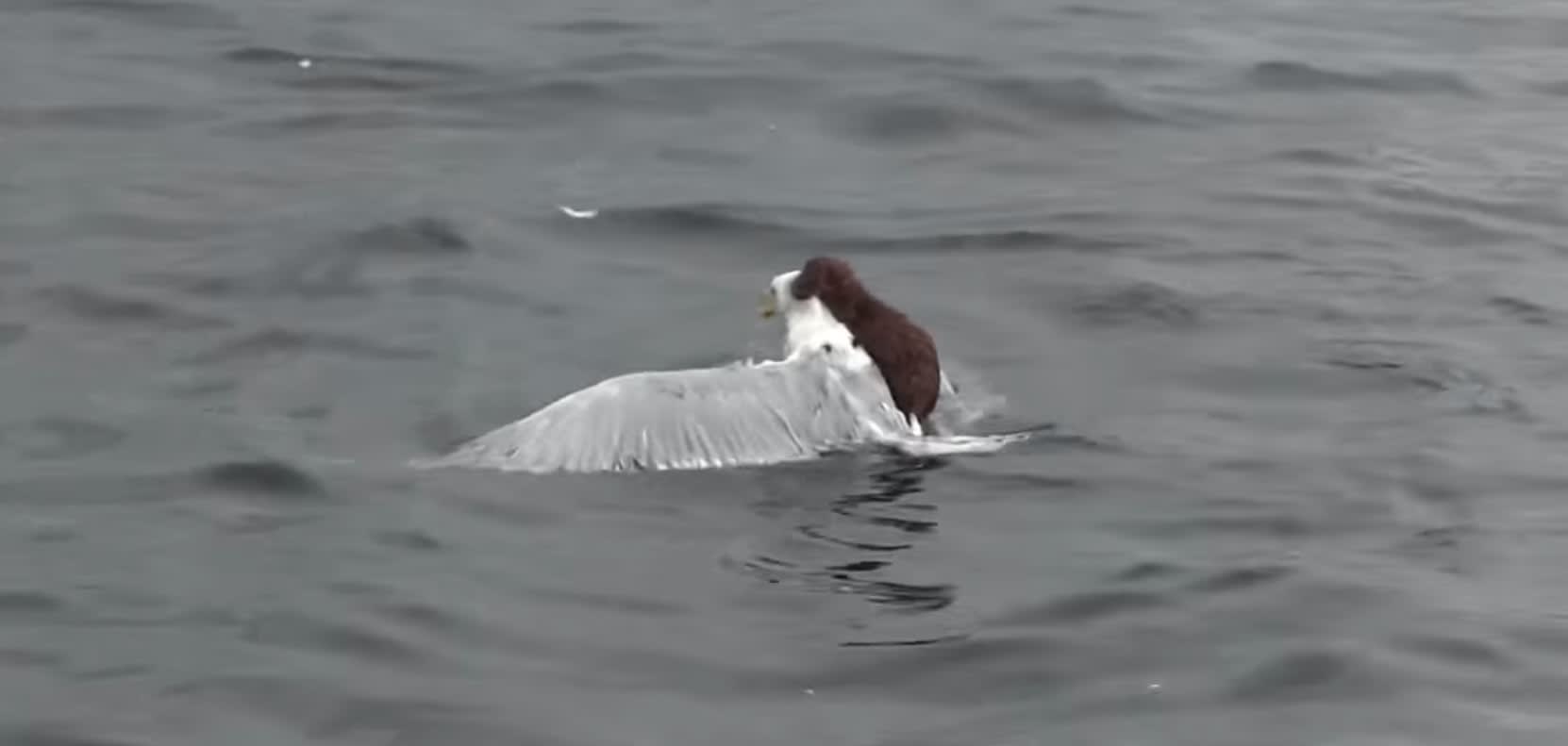 Video: Mink Fights, Rides Seagull in Harrowing Aquatic Battle