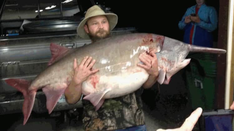 Missouri Angler Catches Biggest Fish in State History