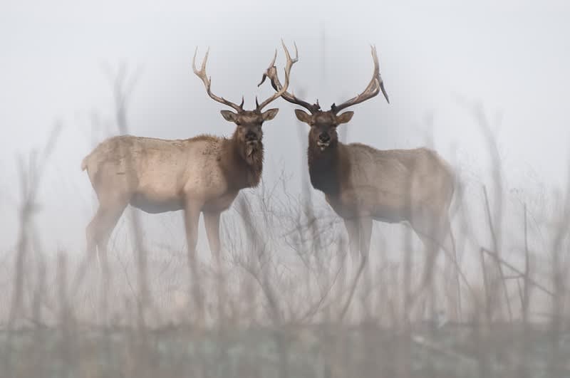 New York Passes Bill to Authorize Elk Season, No Elk Present in State