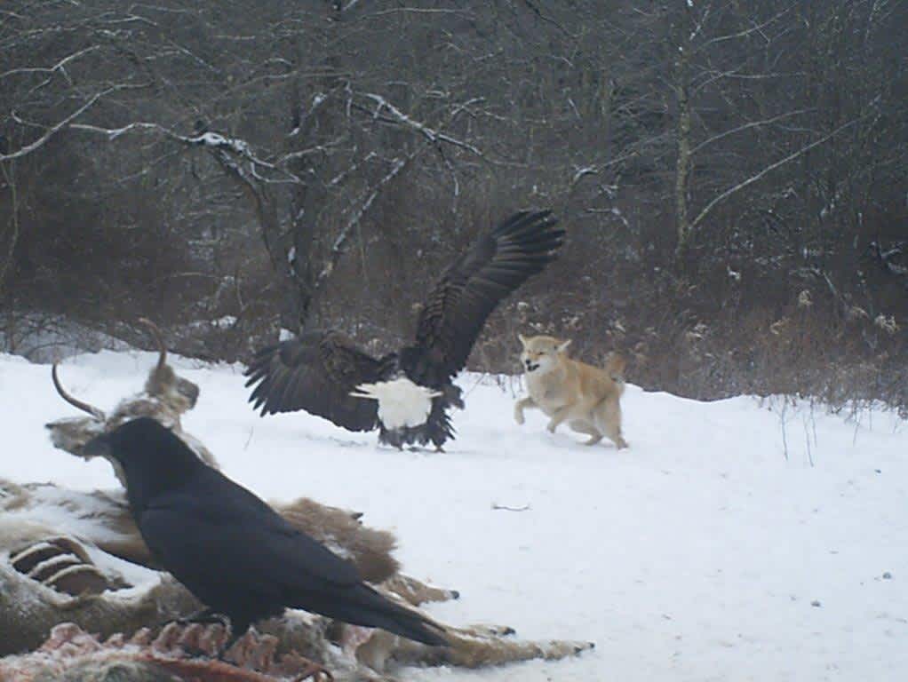 Photo: Bald Eagle Fights Coyote over Deer Carcass, Raven Wins