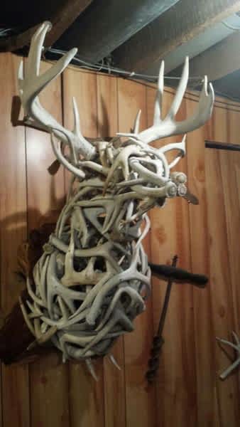 Photo: A Deer Mount Made Entirely of Shed Antlers