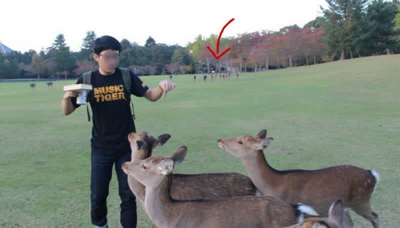 Photos: This is Why You Don’t Feed “Park Deer”