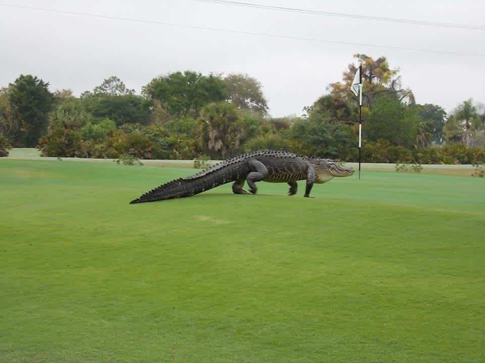 Photos: Gator Stalks Florida Golf Course