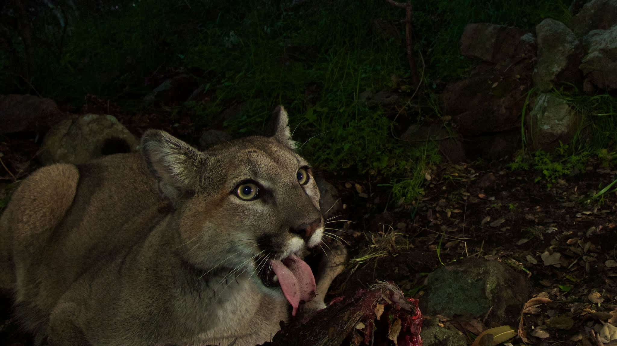Photos: Cameras Record Lives of Mountain Lion Cubs, Deer Meal