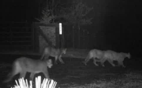 “Pride” of Mountain Lions Sighted in California Community