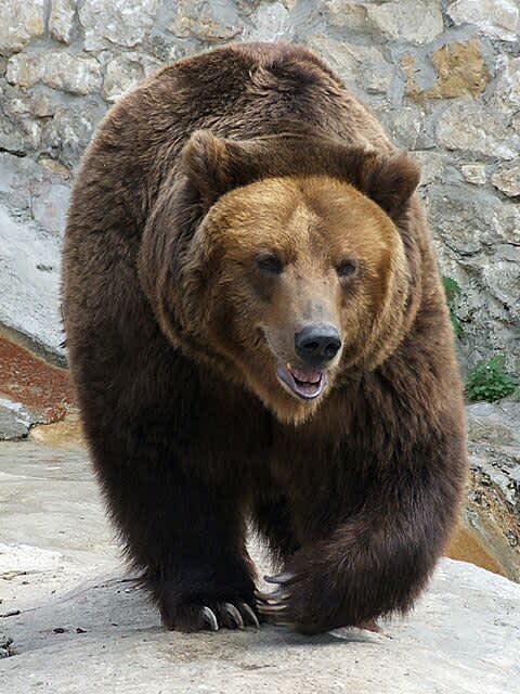 Captive Russian Bears Suffer from Alcohol Addiction, Junk Food Diet