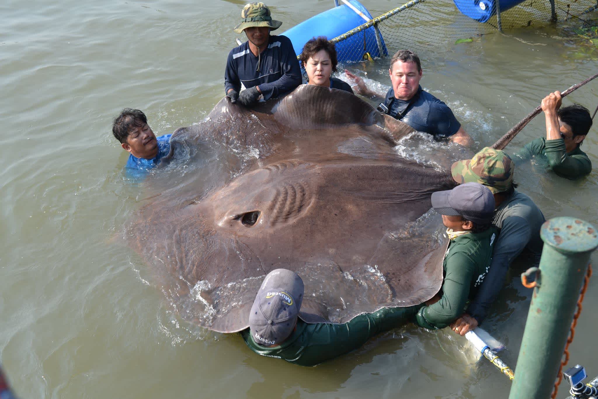 Trampoline-sized Stingray May Be Largest Freshwater Fish Ever Caught