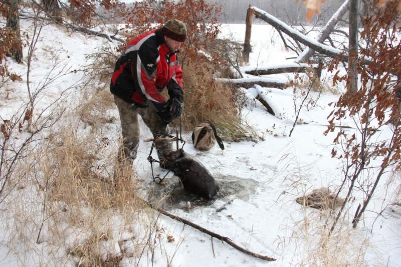 Trap Yourself a Beaver This Spring Using These Tips