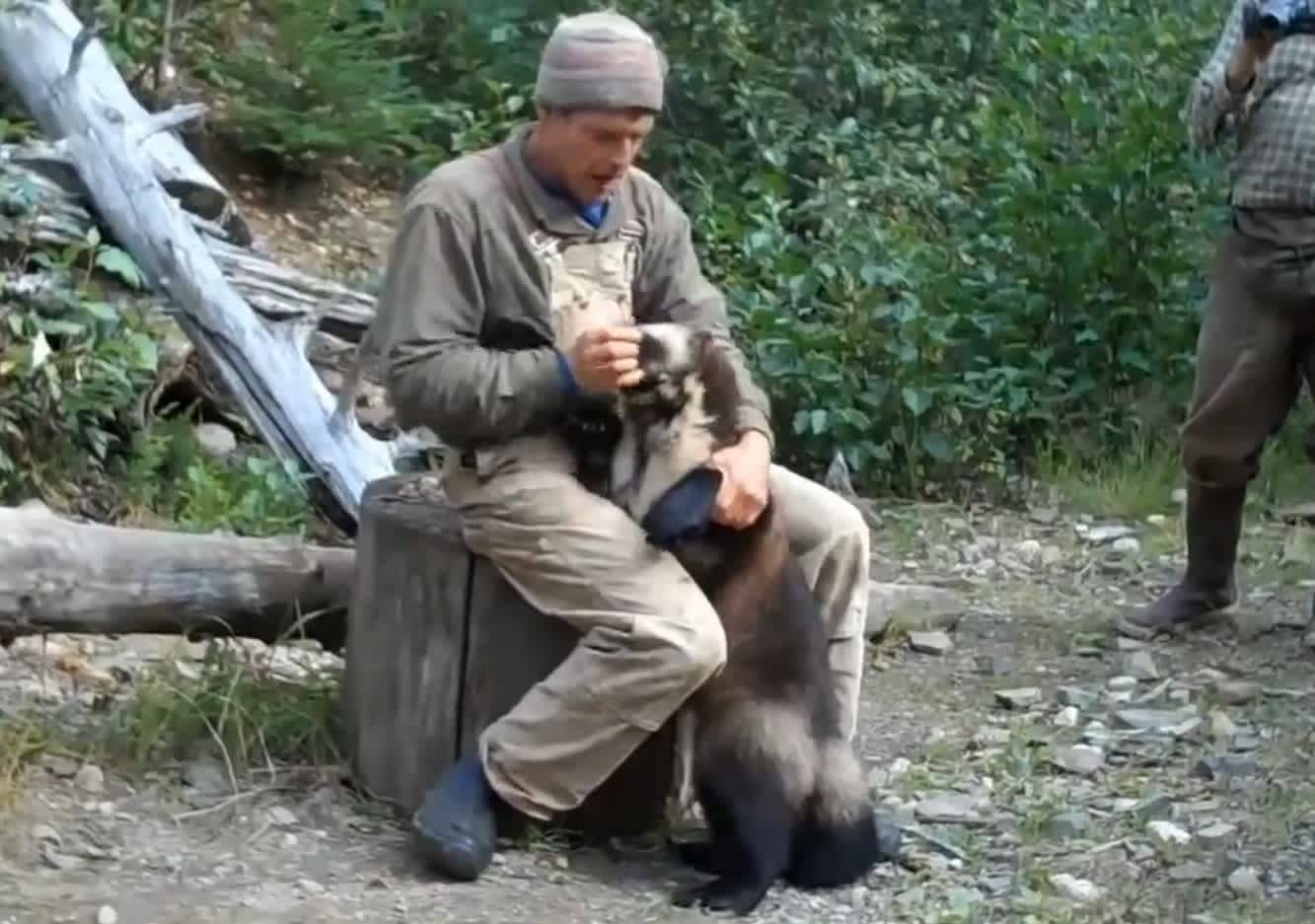 Video: Alaskan Man Plays with Overly Attached Wolverine