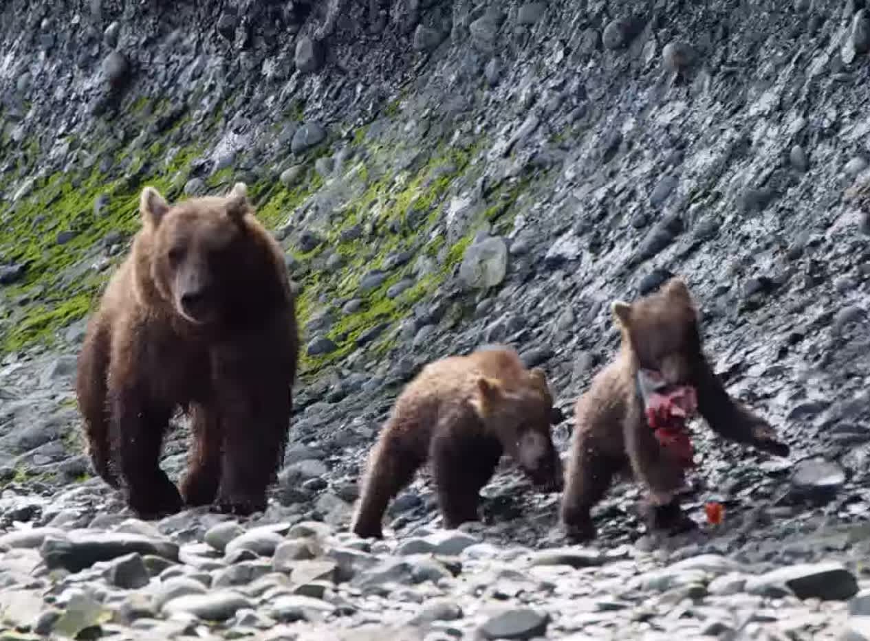 Video: Bear Cub Steals Fish from Mom, Sibling