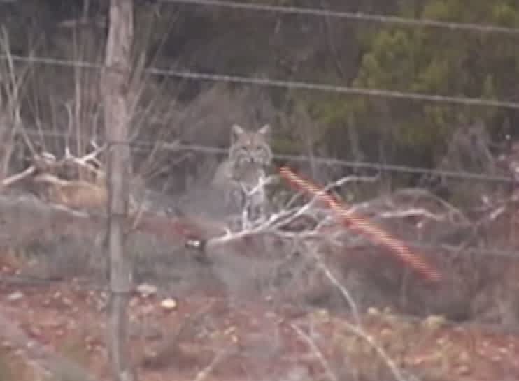 Video: Bobcat with Matrix-like Reflexes Dodges Tracer Rounds