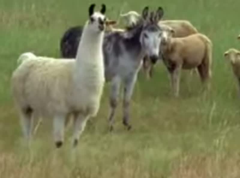 Video: Coyote Gets Stared Down by Guard Llama, Donkey