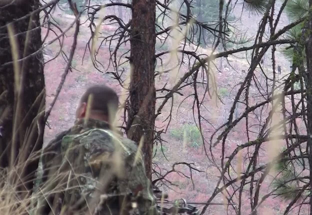 Video: Elk Bowhunters Face Off with 2 Wolf Packs in Montana Wilderness
