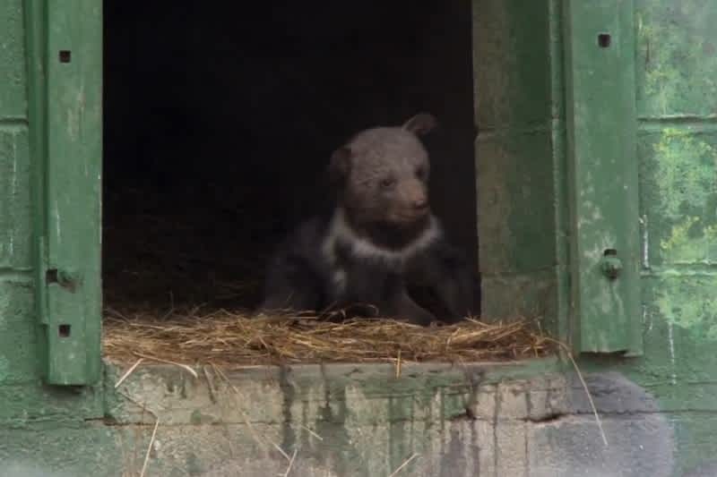 Video: Ever Wonder What a Kodiak Bear Cub Looks Like?