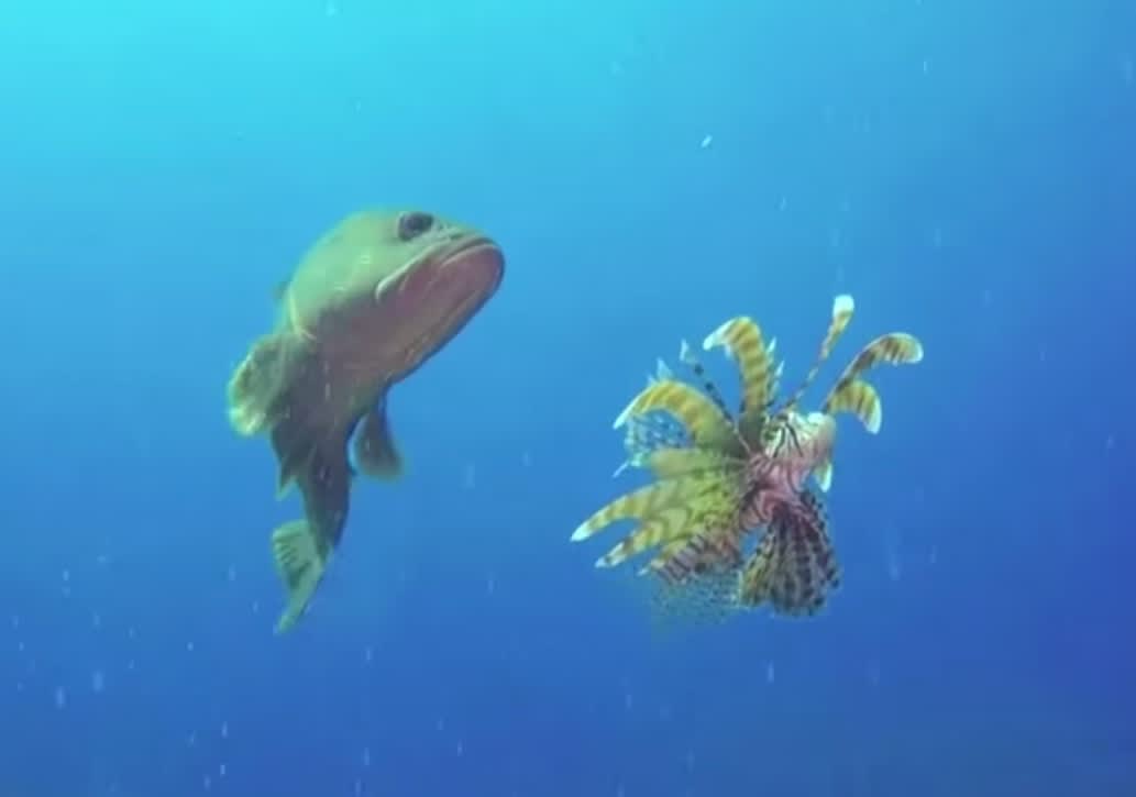 Video: Grouper Devours Invasive Lionfish