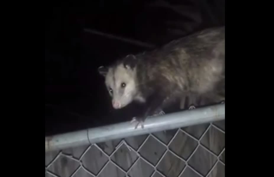 This Video of a Guy “Talking Sh*t” to an Opossum is the Strangest Thing You’ll See Today