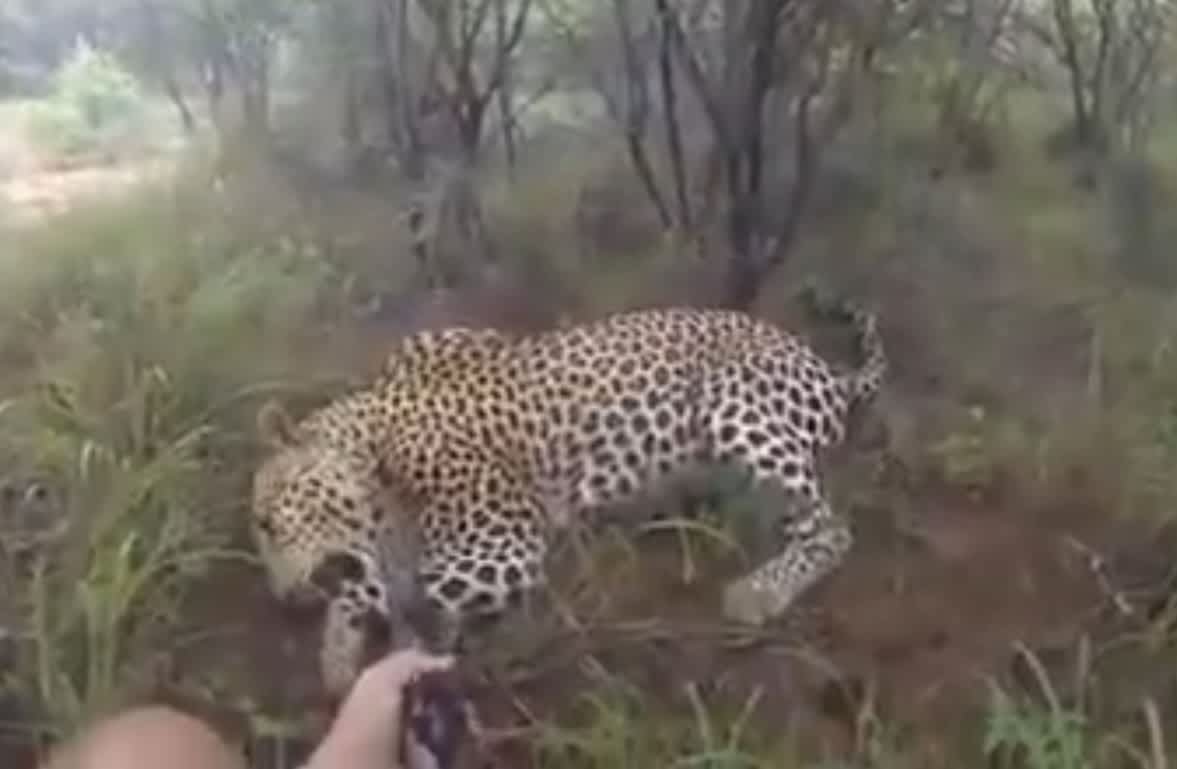 Video: Hunter Shoots Charging Leopard at the Last Possible Second