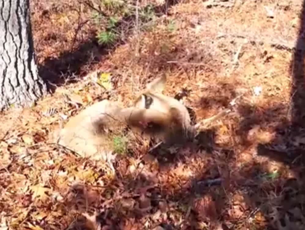 Video: Hunter Sneaks Up On Sleeping Deer