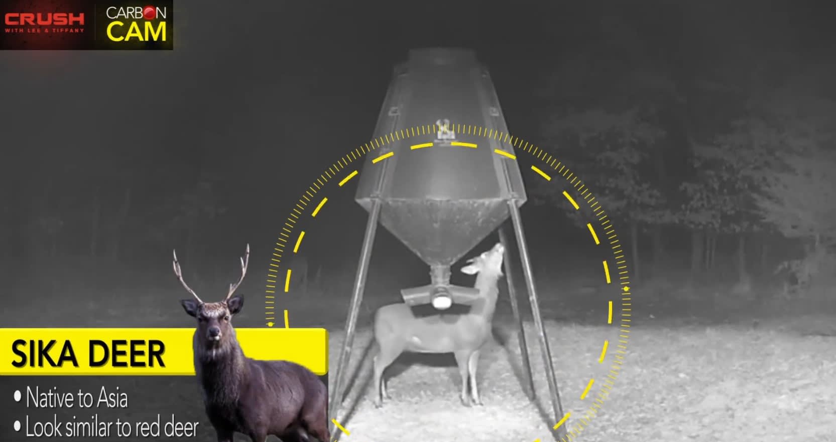 Video: Iowa Trail Cam Captures Footage of Sika Deer Next to Whitetails