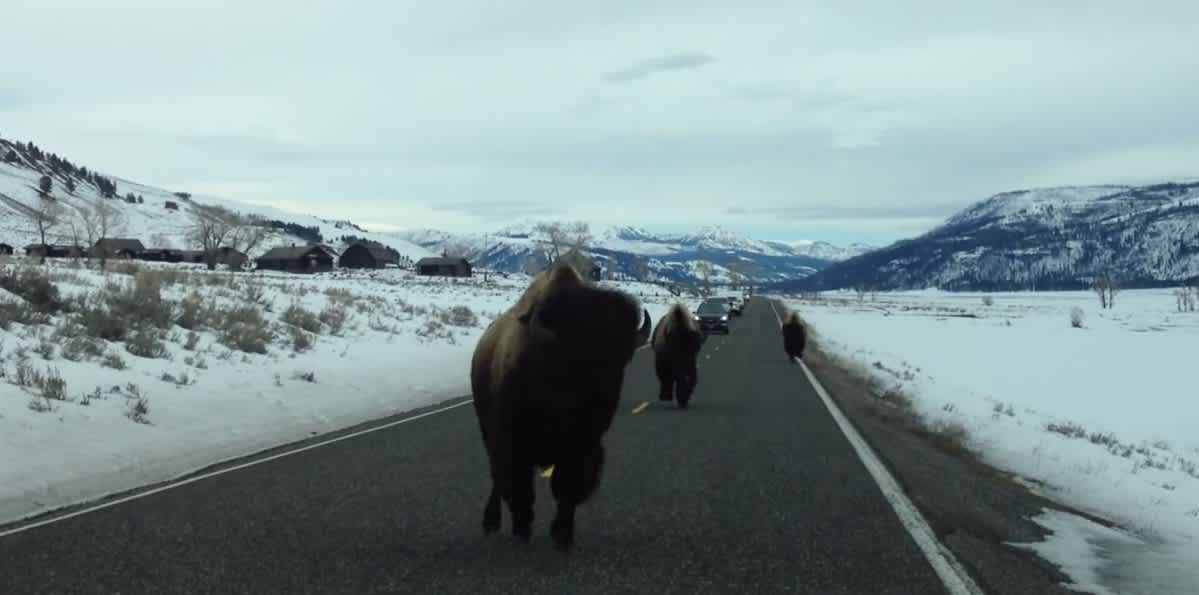 Video: This is What It’s Like to Get Charged by a Bison