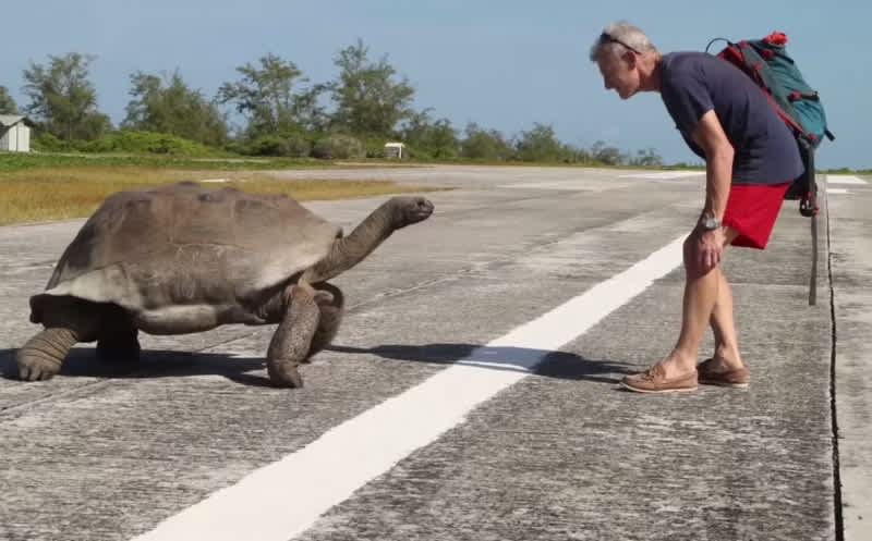 Video: Man Interrupts Mating Tortoises, Leads to Slowest Wildlife Chase Ever