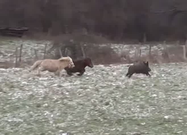 Video: Watch These Miniature Horses Act Just Like Hunting Dogs