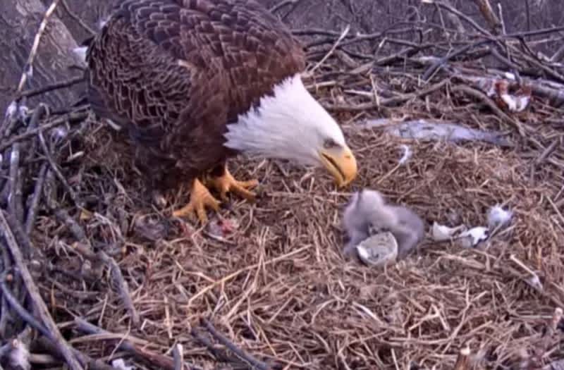 Video: Momma Eagle Caught Feeding Her Chicks on Livecam