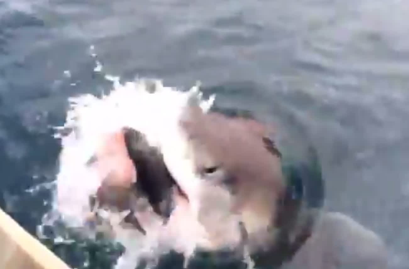 Video: Shark Snatches Fish off Angler’s Line
