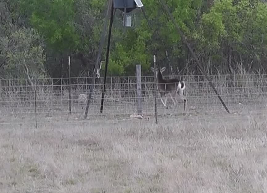 Video: Sharpshooting Hunter Saves Deer from Two Attacking Coyotes