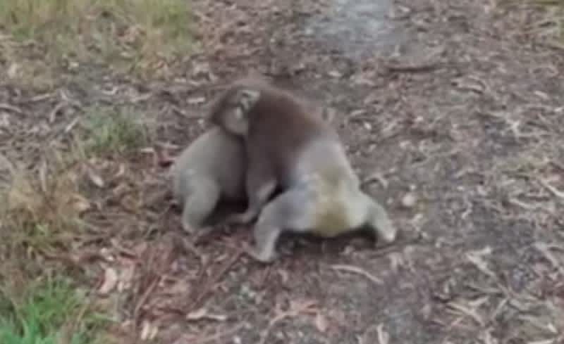 Video: Watch These Two Koalas Wrestle Like Humans