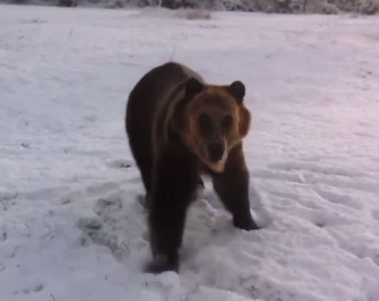 Video: Watch This Spanish Bear Play in the Snow Like a Child