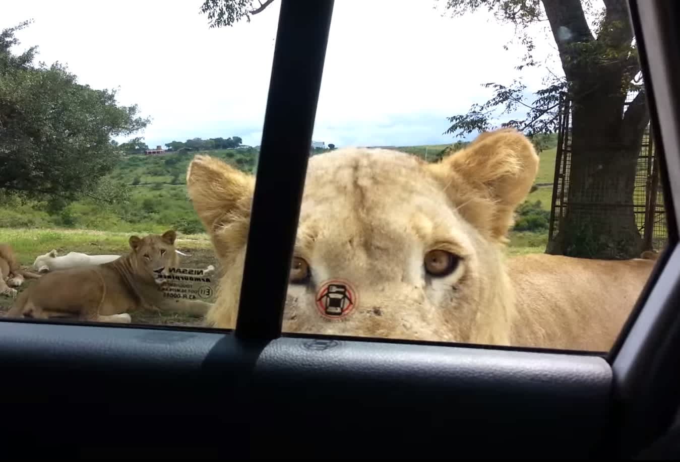 Video: What to Do if a Lion Opens Your Car Door