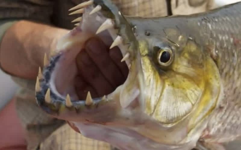 Watch the Teeth: The 7 Most Dangerous Fish for Anglers