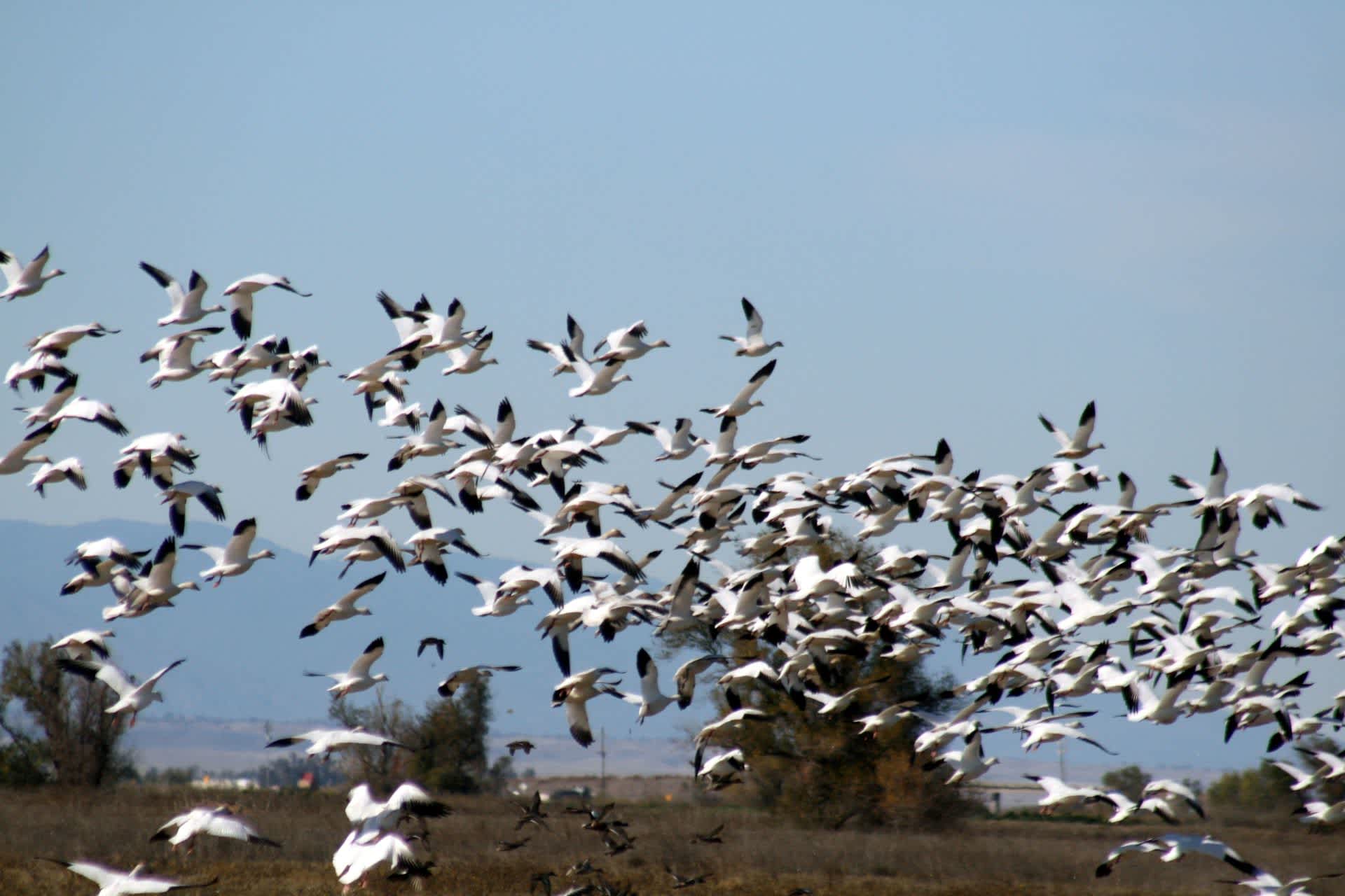 Why Did Thousands of Snow Geese Drop out of the Sky over Idaho?